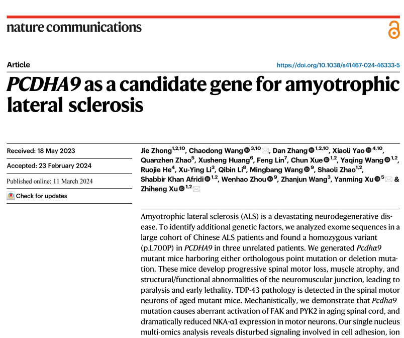 PCDHA9 as a candidate gene for amyotrophic lateral sclerosis